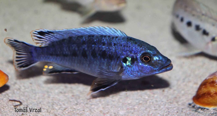 'Makonde' Pseudotropheus benetos 'Makonde'